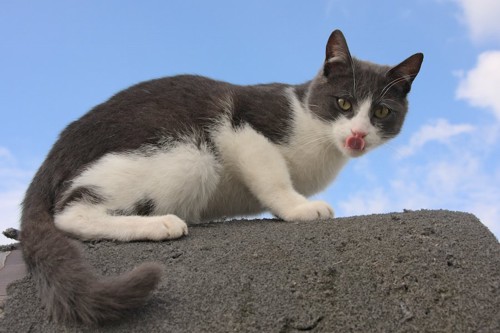 青空を背景にコンクリートの上で舌を出す猫