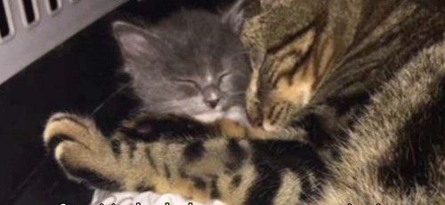 キャリーの中で眠るキジトラ猫と子猫