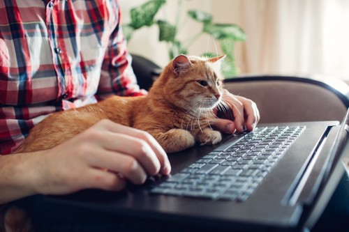 パソコンで検索する人と猫