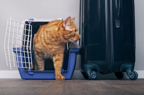 スーツケースの隣のキャリーから出てくる猫