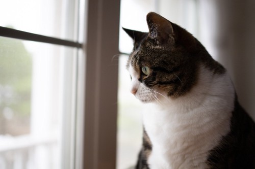 窓辺で外を眺める猫