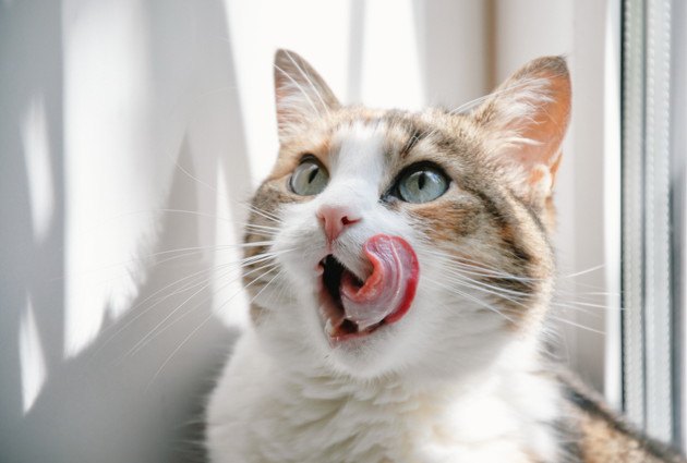 舌をペロンと出す猫