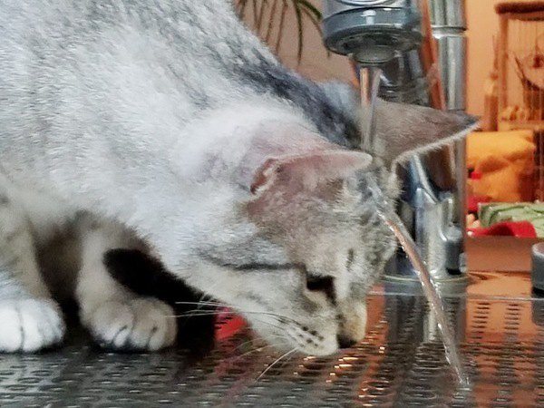 水道で自ら水を浴びる猫
