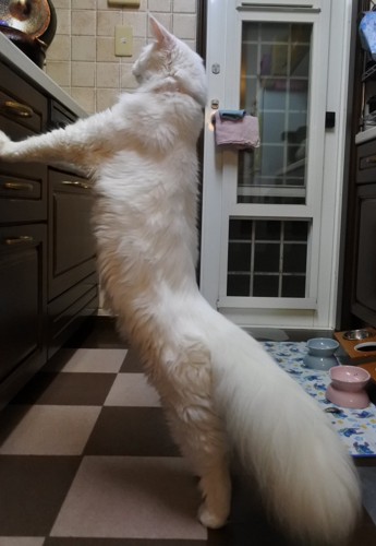背伸びしている猫