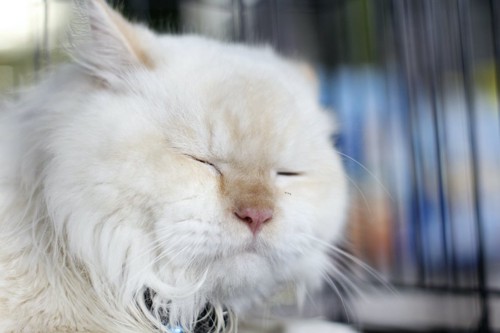 目を閉じているシニアの猫