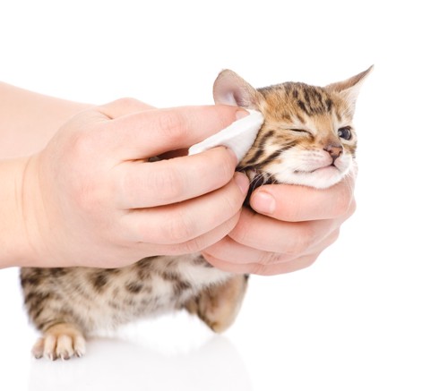 耳掃除されるベンガル猫