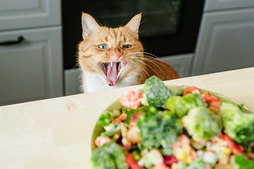 野菜を怖がる猫