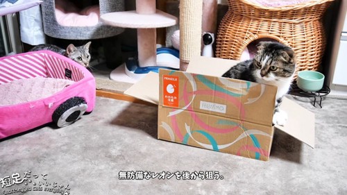 箱に入る猫の後ろにいる猫