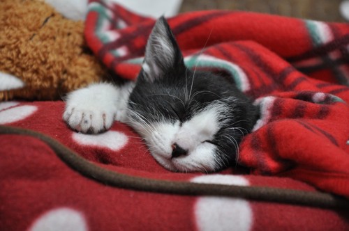 毛布の上で眠っている猫