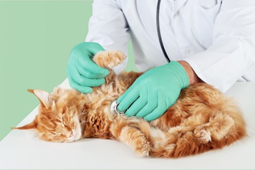 獣医師に聴診器をあてられる猫