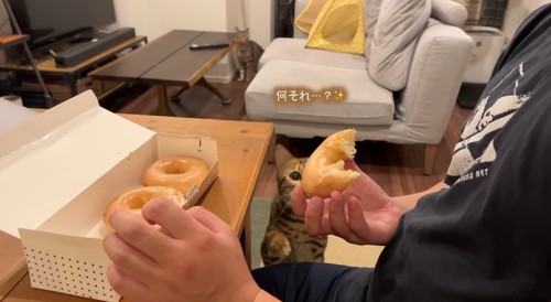 ドーナツを見つめる猫