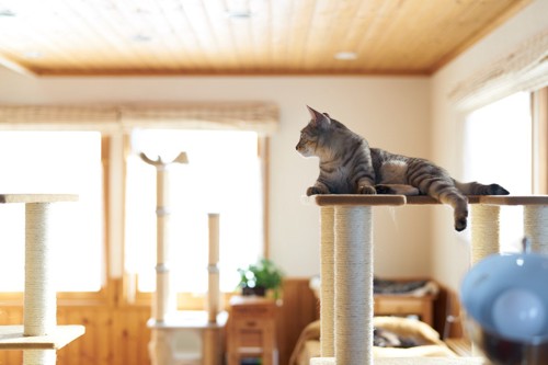 キャットタワーの上でくつろぐ猫