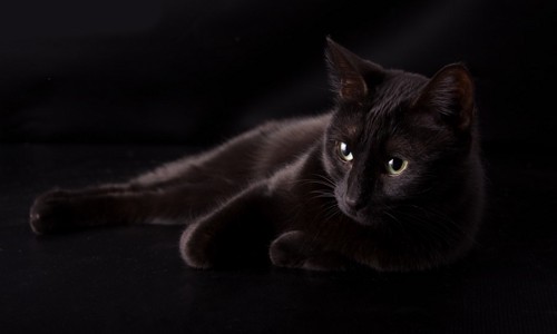 魔女のイメージの黒猫