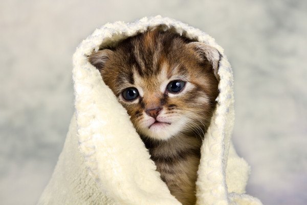 タオルを被る子猫