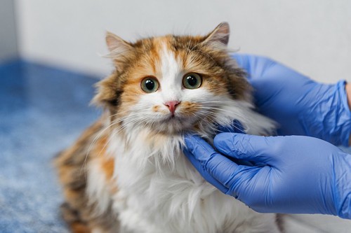 獣医師に顔を触られている猫
