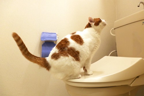 水洗トイレの上に乗っている猫