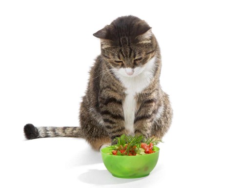 サラダを見つめる猫