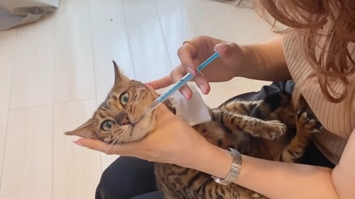 薬を飲む猫