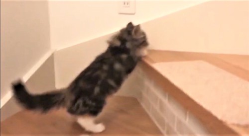 階段を上る子猫