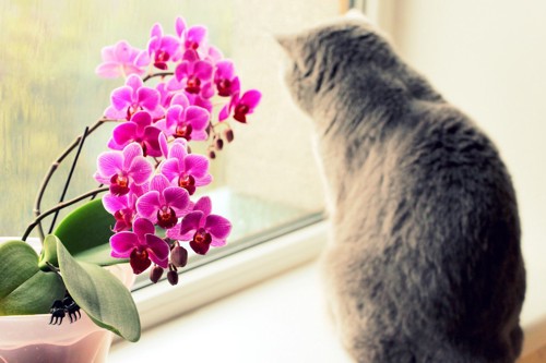 窓際の胡蝶蘭と猫