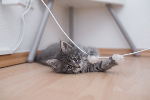 ケーブルで遊ぶ猫