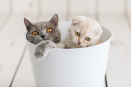 ゴミ箱の中の2匹の猫