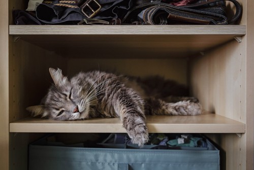 棚の一段を独り占めして寝る猫