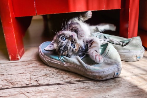 靴箱に居る猫