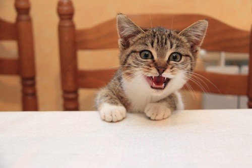 テーブルで鳴く子猫