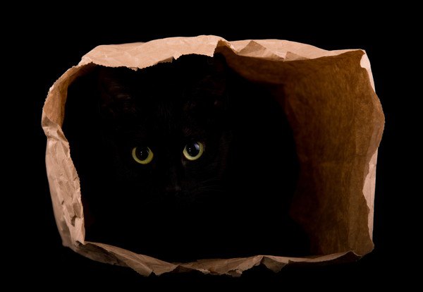 黒猫と紙袋