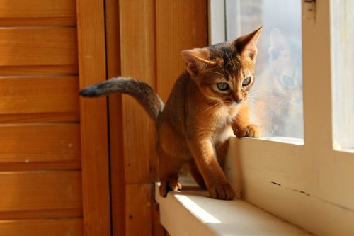窓際のアビシニアンの子猫