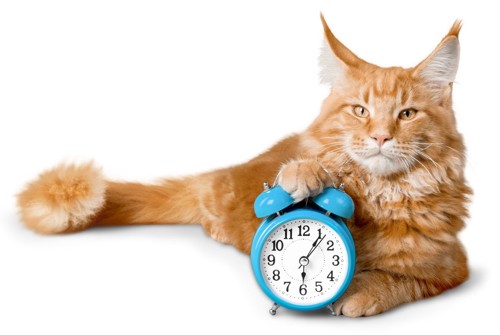 目覚まし時計に片手を乗せる猫