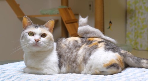 座っている猫と毛の猫