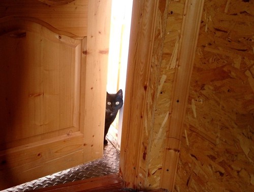 ドアと黒猫