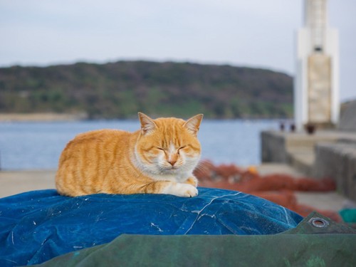 漁港で眠る猫