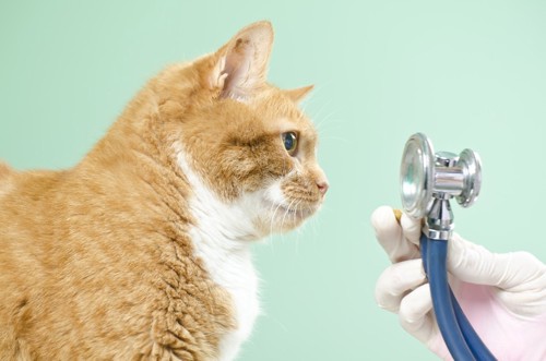 聴診器と猫