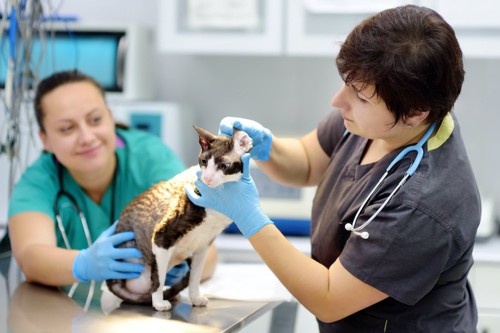 病院で耳の中を診察されている猫