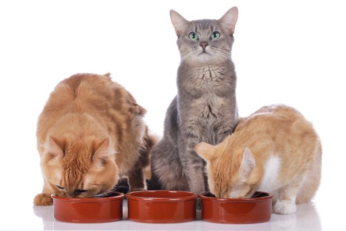 キャットフードを食べる3匹の猫