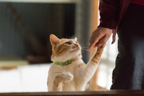 人と手をつなぐ猫