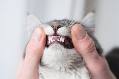 前歯と牙を指で出された猫