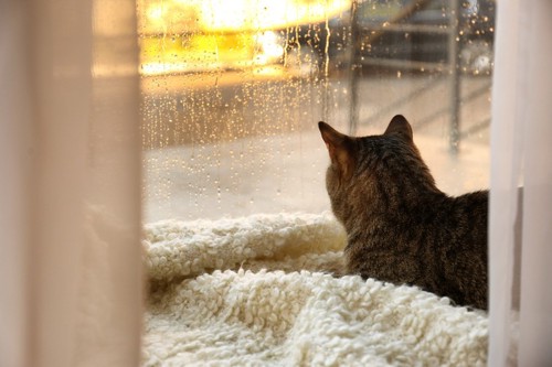 窓の外を見る猫の後ろ姿