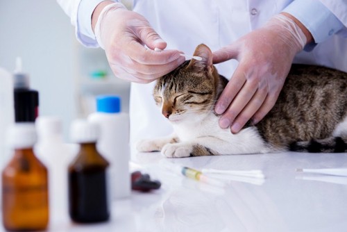 病院で耳を掃除される猫
