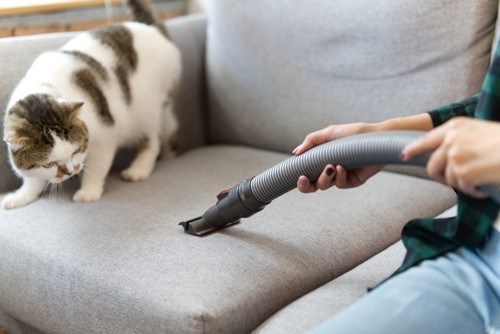 ソファの上で掃除機を見て身構える猫