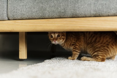 ソファの下に隠れる猫