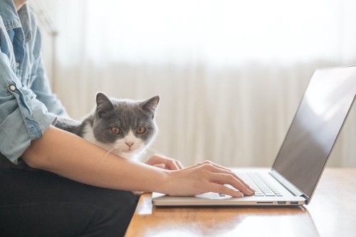 パソコン作業をする飼い主の膝の上に乗っている猫