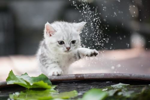 水遊びする子猫