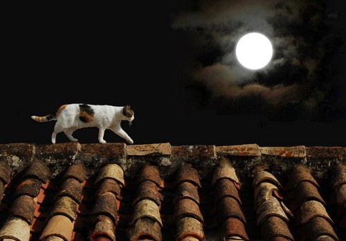 屋根を歩く猫とお月様