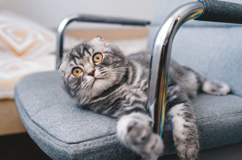 椅子の上から見つめる猫