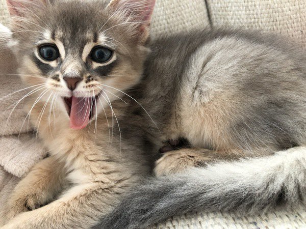 大きく口をあけてあくびをするソマリの子猫