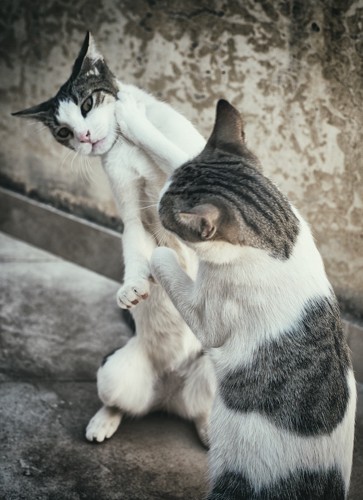 喧嘩する二匹の猫